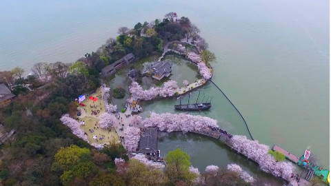 太湖佳绝处,毕竟在鼋头,航拍无锡鼋头渚樱花竞艳!